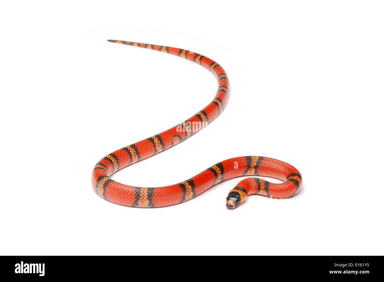 Honduran Milk Snake 'Tangerine' on white background Stock Photo