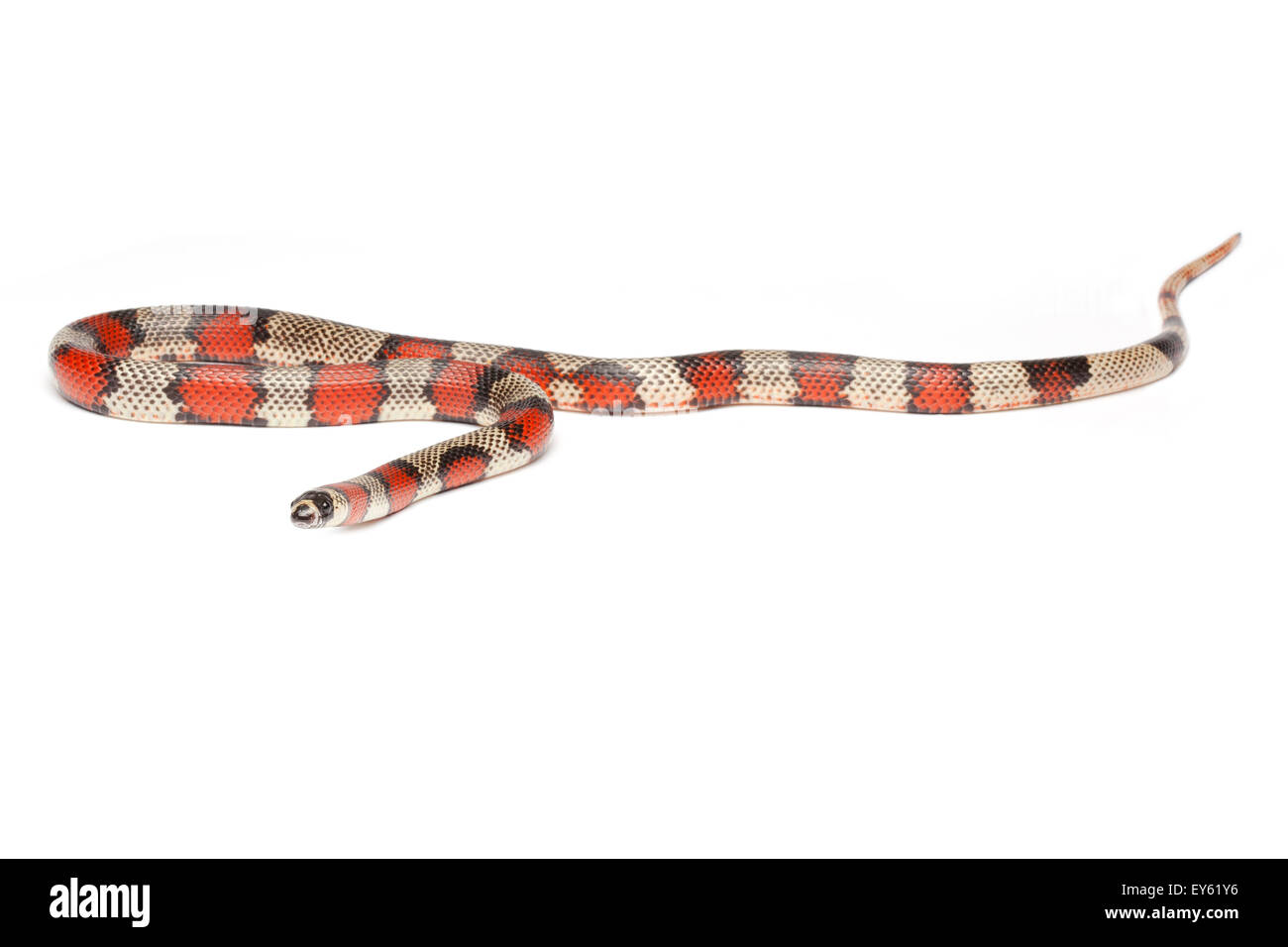 Honduran Milk Snake 'Aberrant' on white background Stock Photo