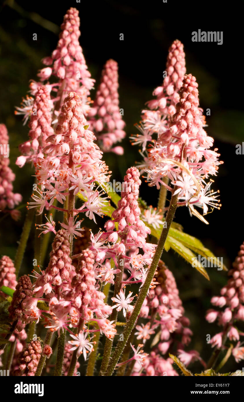 TIARELLA, Garden, Shade-loving garden flower, Pink spikes. Stock Photo