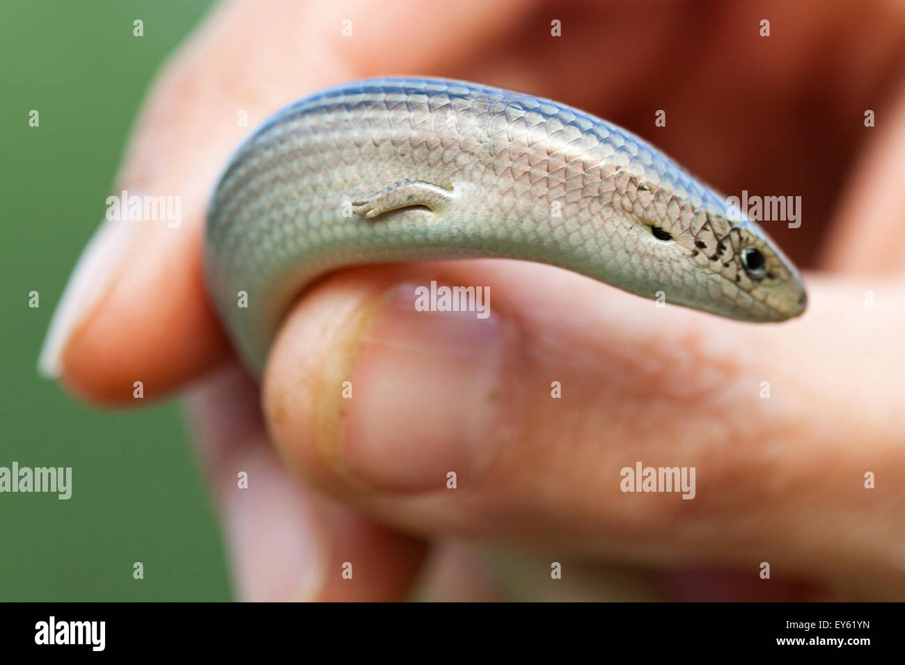 Snake With Vestigial Legs