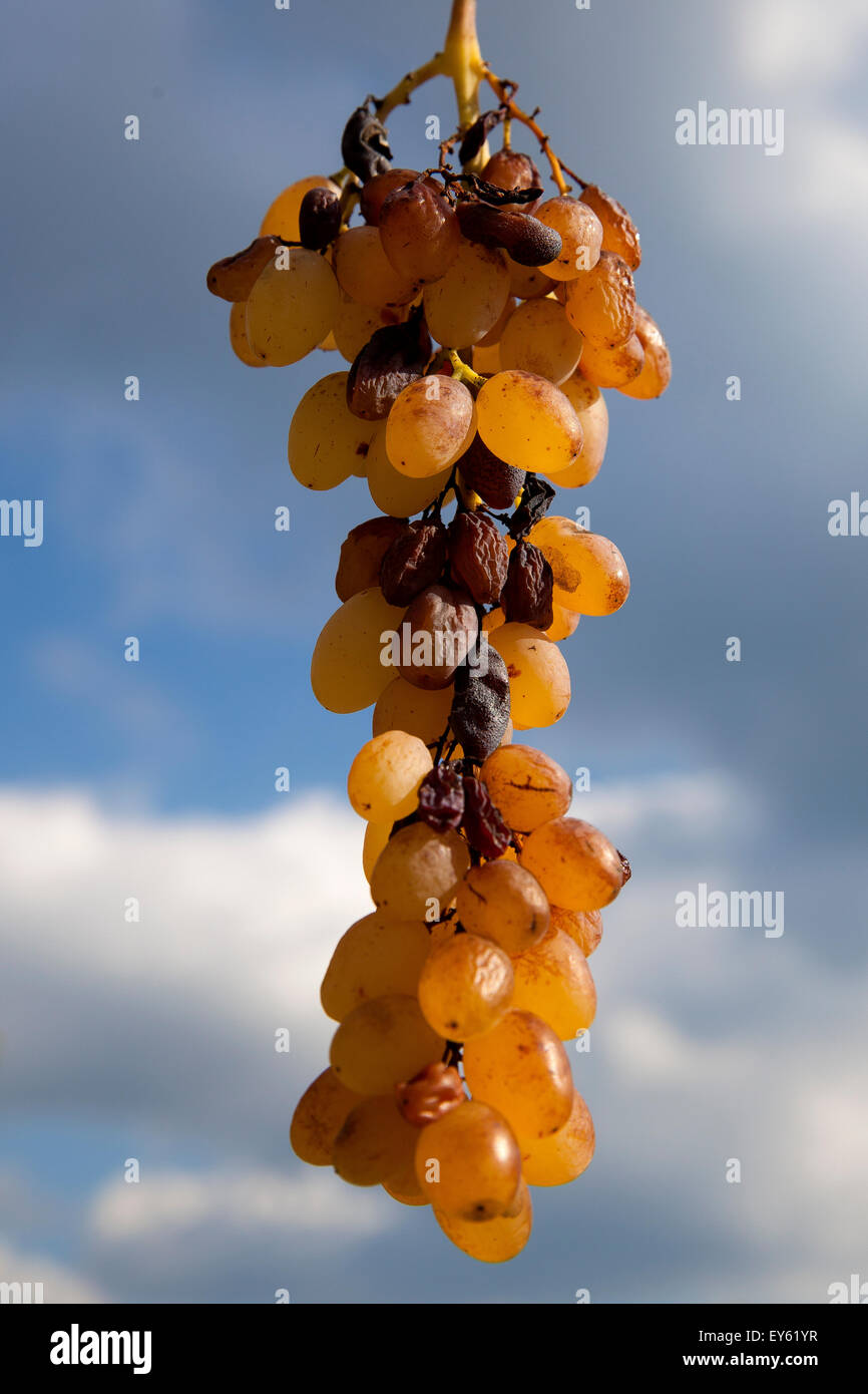 Old White Grape cluster ‘Centennial’ - France Stock Photo - Alamy