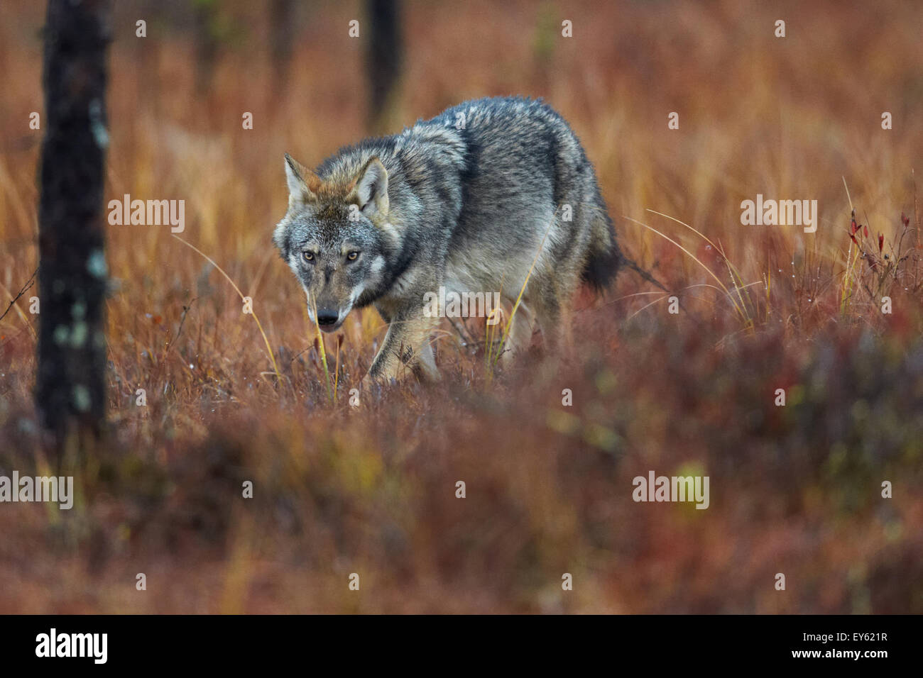 Eastern grey wolf hi-res stock photography and images - Alamy