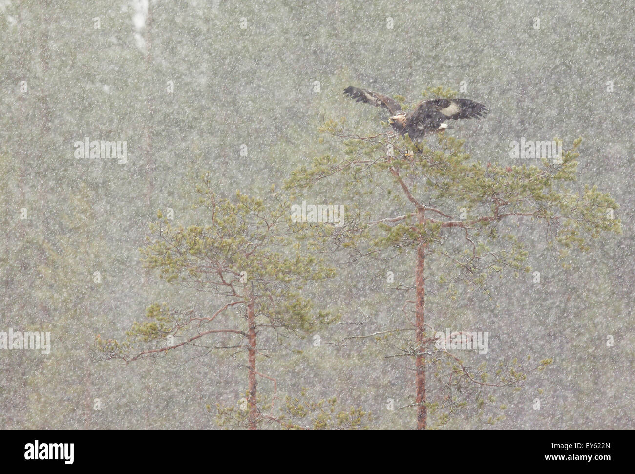 Golden eagle flying away under snow - Eastern Finland -  - Northern Karelia - Stock Photo