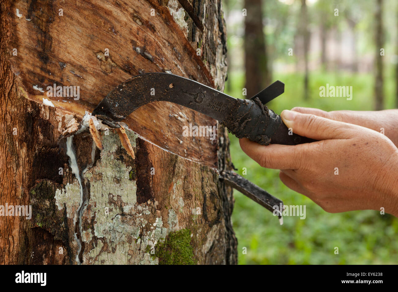 Harvest Rubber High Resolution Stock Photography and Images Alamy