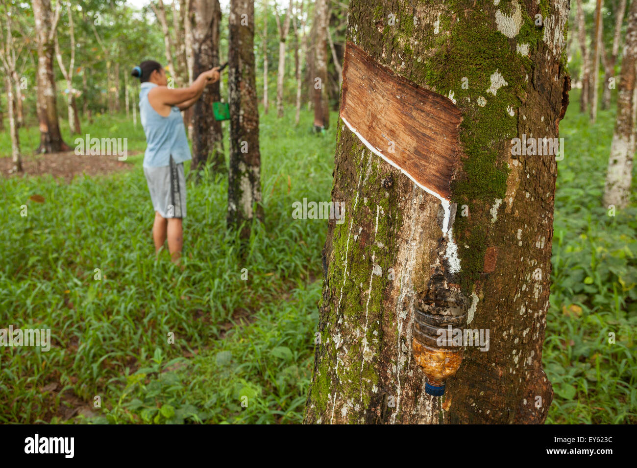 Harvest Rubber High Resolution Stock Photography and Images Alamy