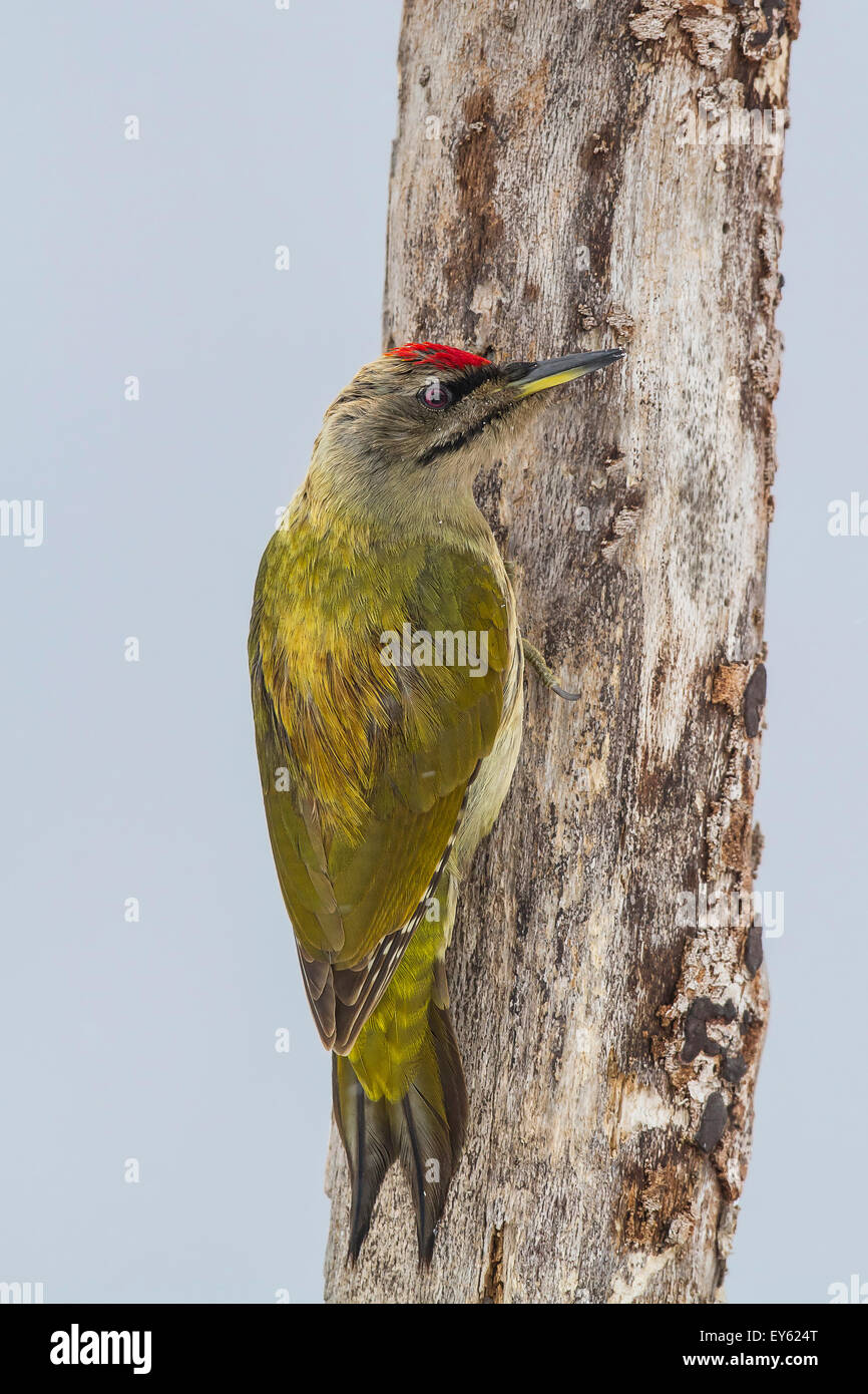 Grey-headed woodpecker male on a trunk - Central Bulgaria Stock Photo