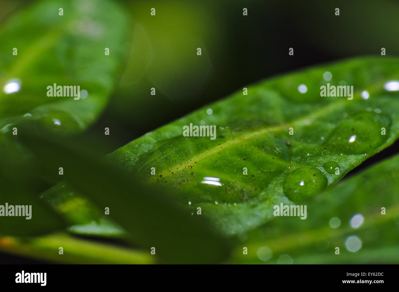 Macro photograph of green leaf hi-res stock photography and images - Alamy