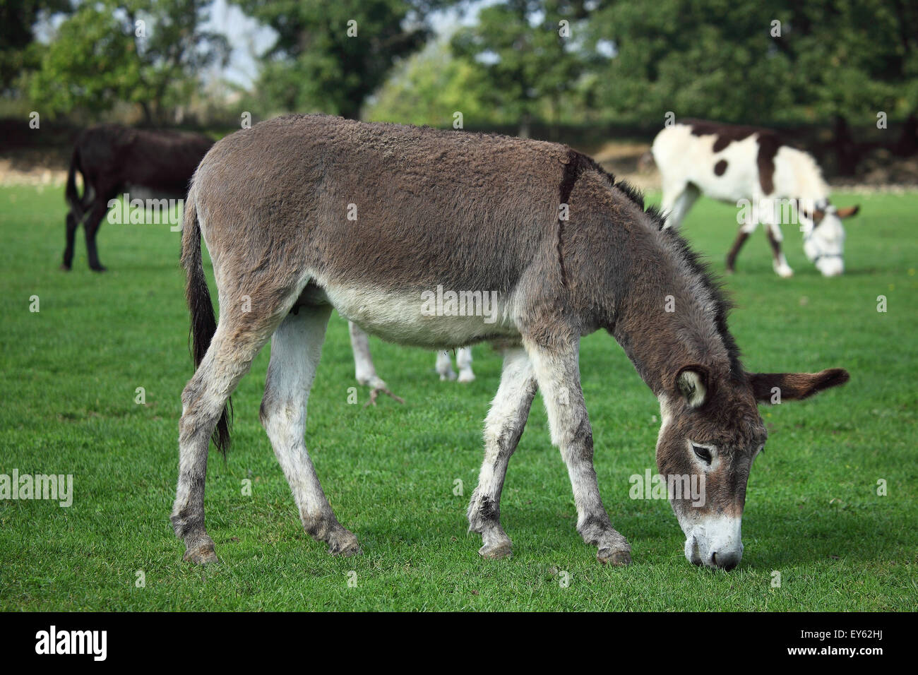 Donkey grazing in a meadow - France Stock Photo - Alamy
