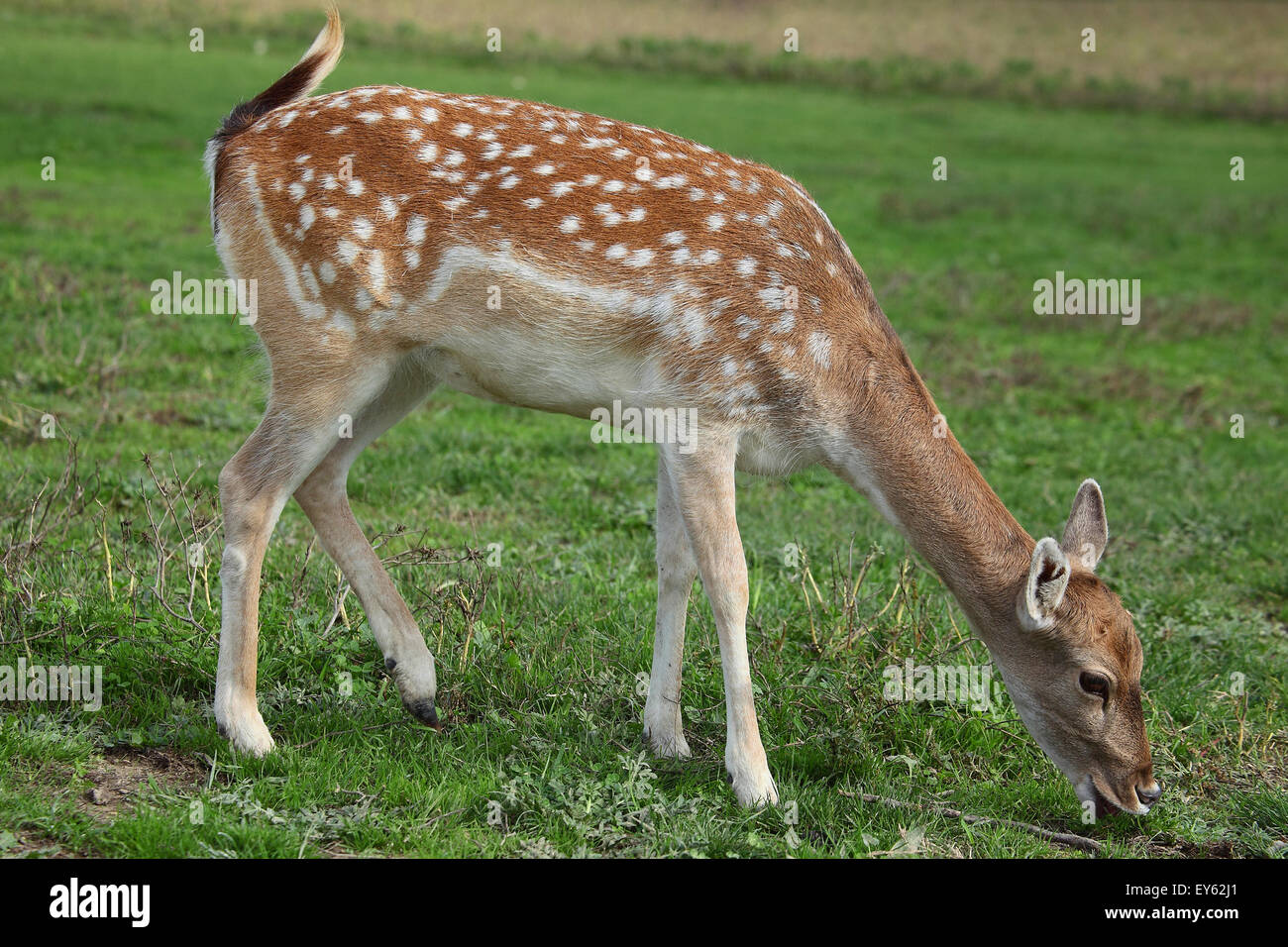 Fallow Deer eating grass France Stock Photo Alamy