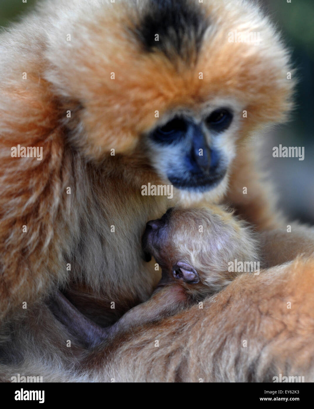 Baby of critically endangered northern white-cheeked gibbon (Nomascus ...