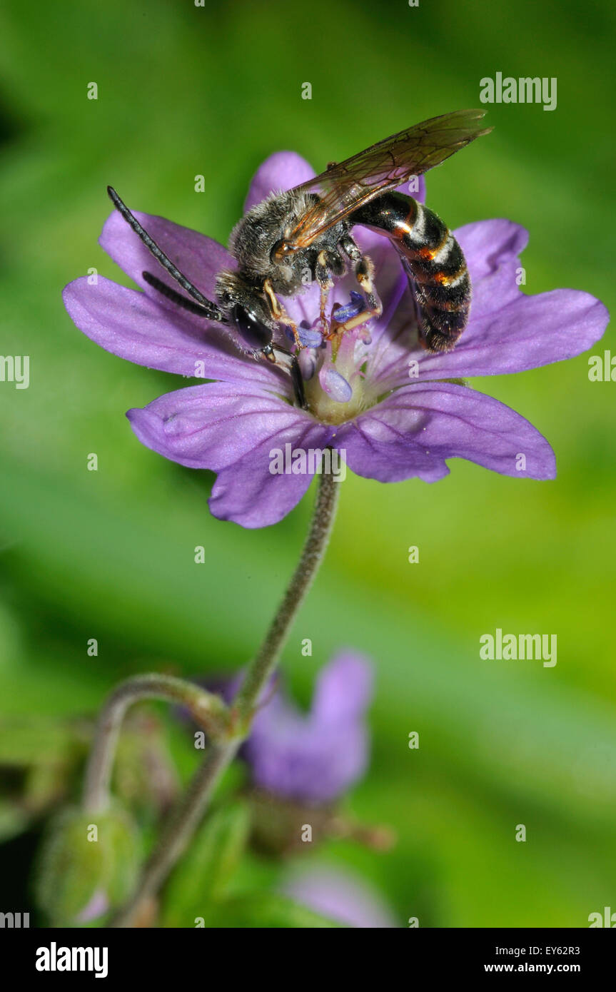 Mining Bee on Geranium flower - Northern Vosges France Stock Photo