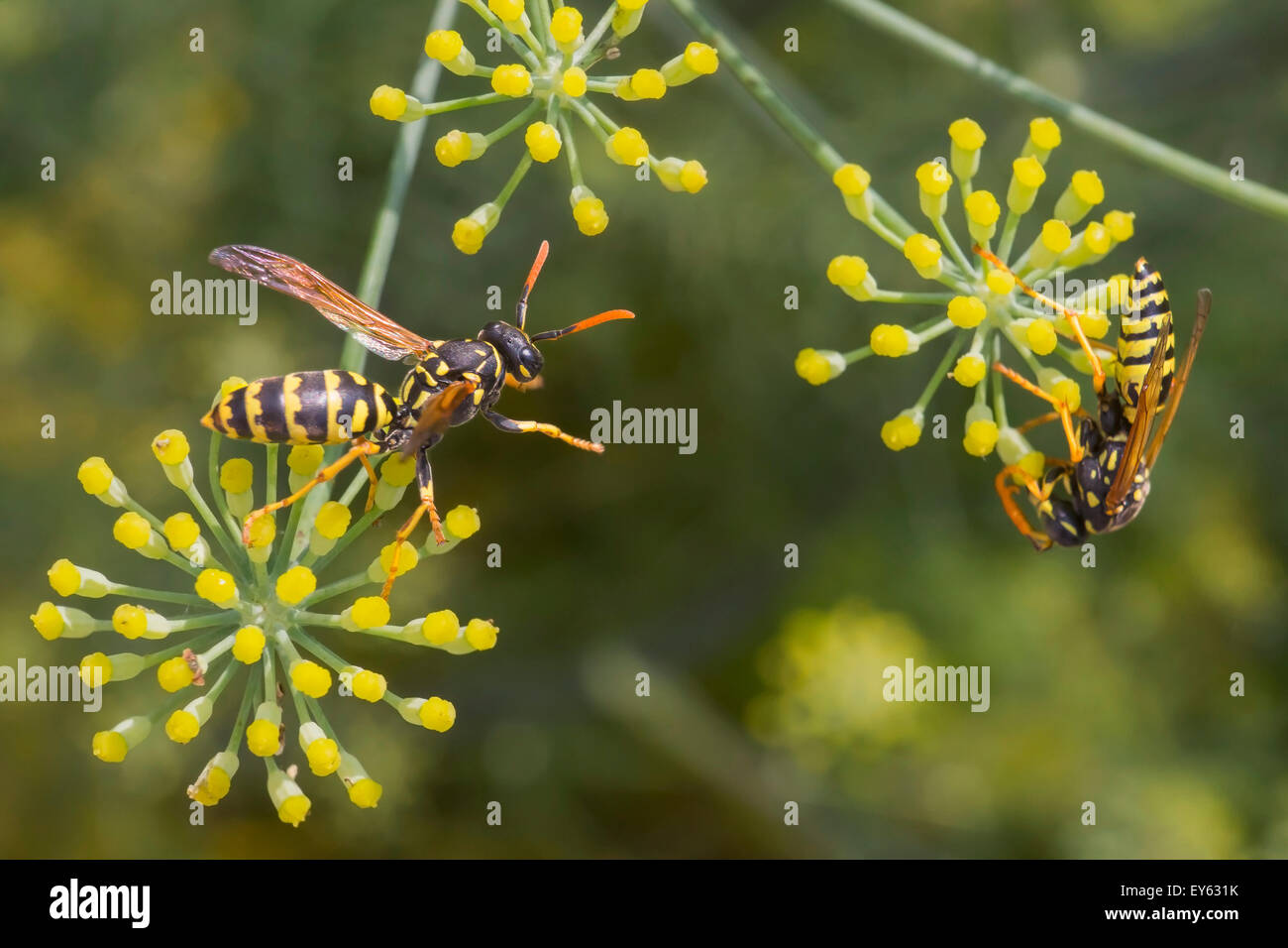 Social wasps gathering fennel flowers nectar in summer Stock Photo Alamy