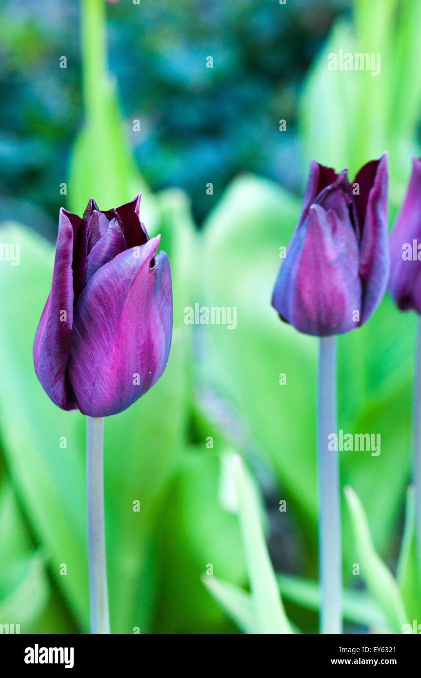 Tulipa queen of the night’ hires stock photography and images Alamy