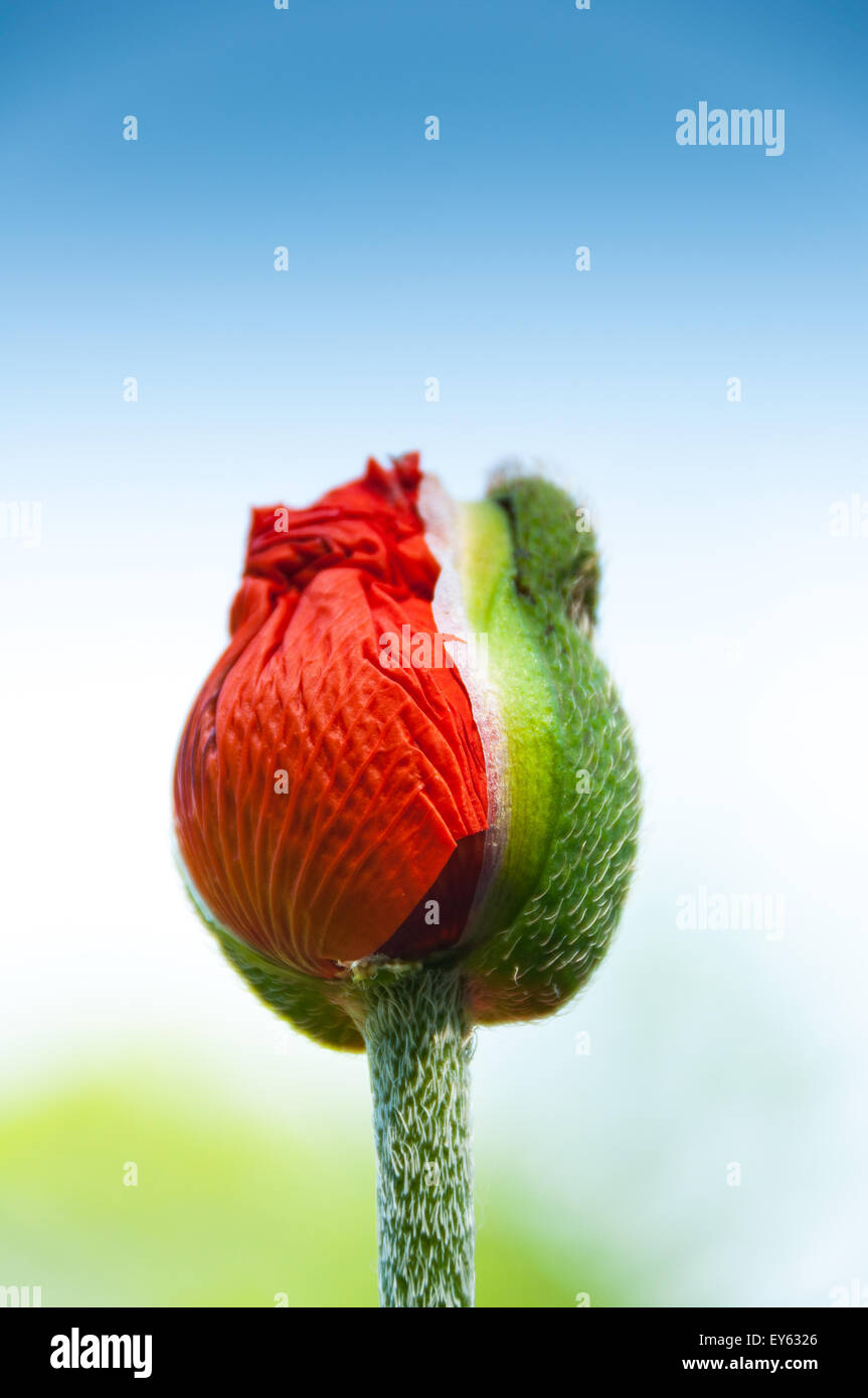 Poppy in bud in a garden Stock Photo Alamy