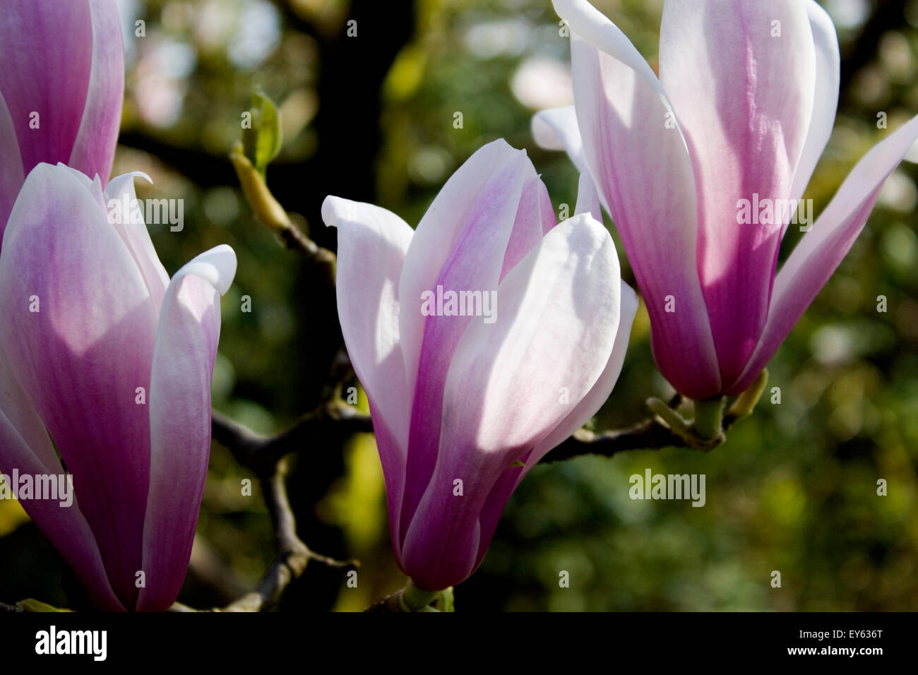 A flowering rhododendron in full bloom. Stock Photo