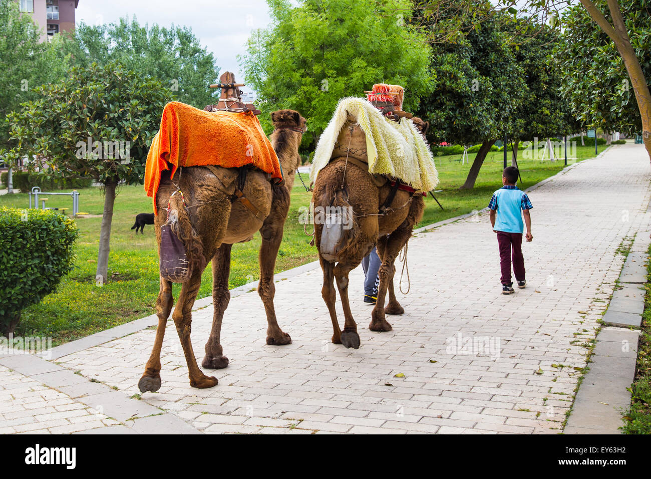 Camels are in the park Stock Photo