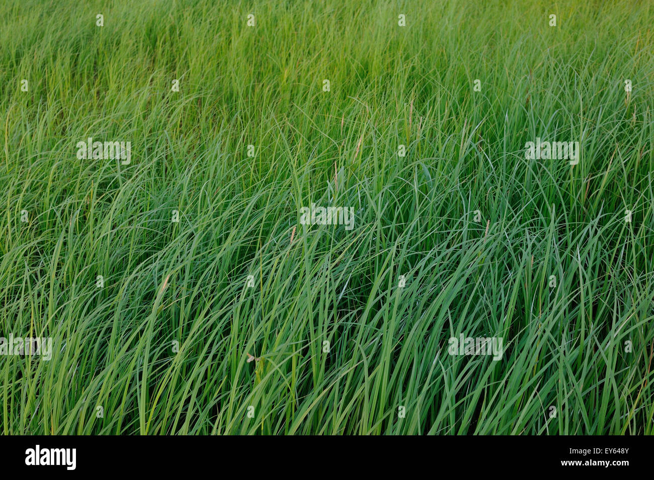 Green grass background close up Stock Photo - Alamy