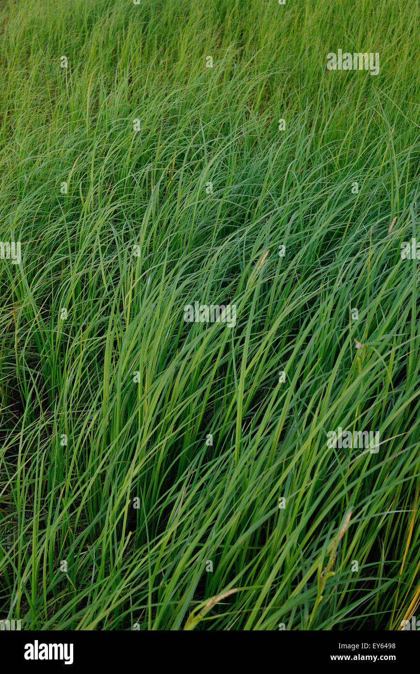 Green grass background close up Stock Photo - Alamy