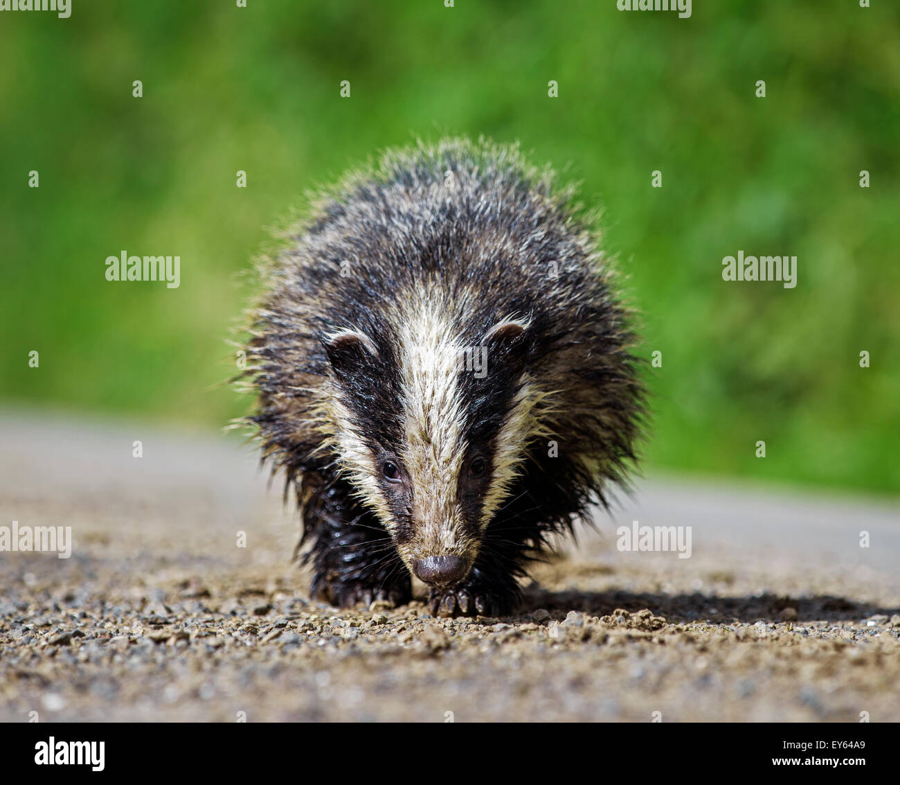 Young badger foraging by the roadside Stock Photo