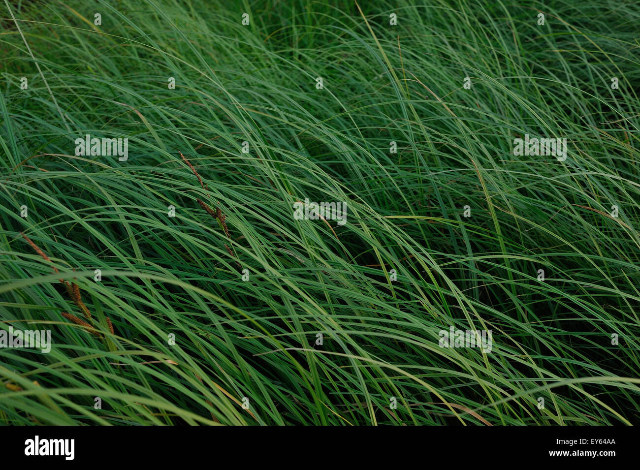 Green grass background close up Stock Photo - Alamy