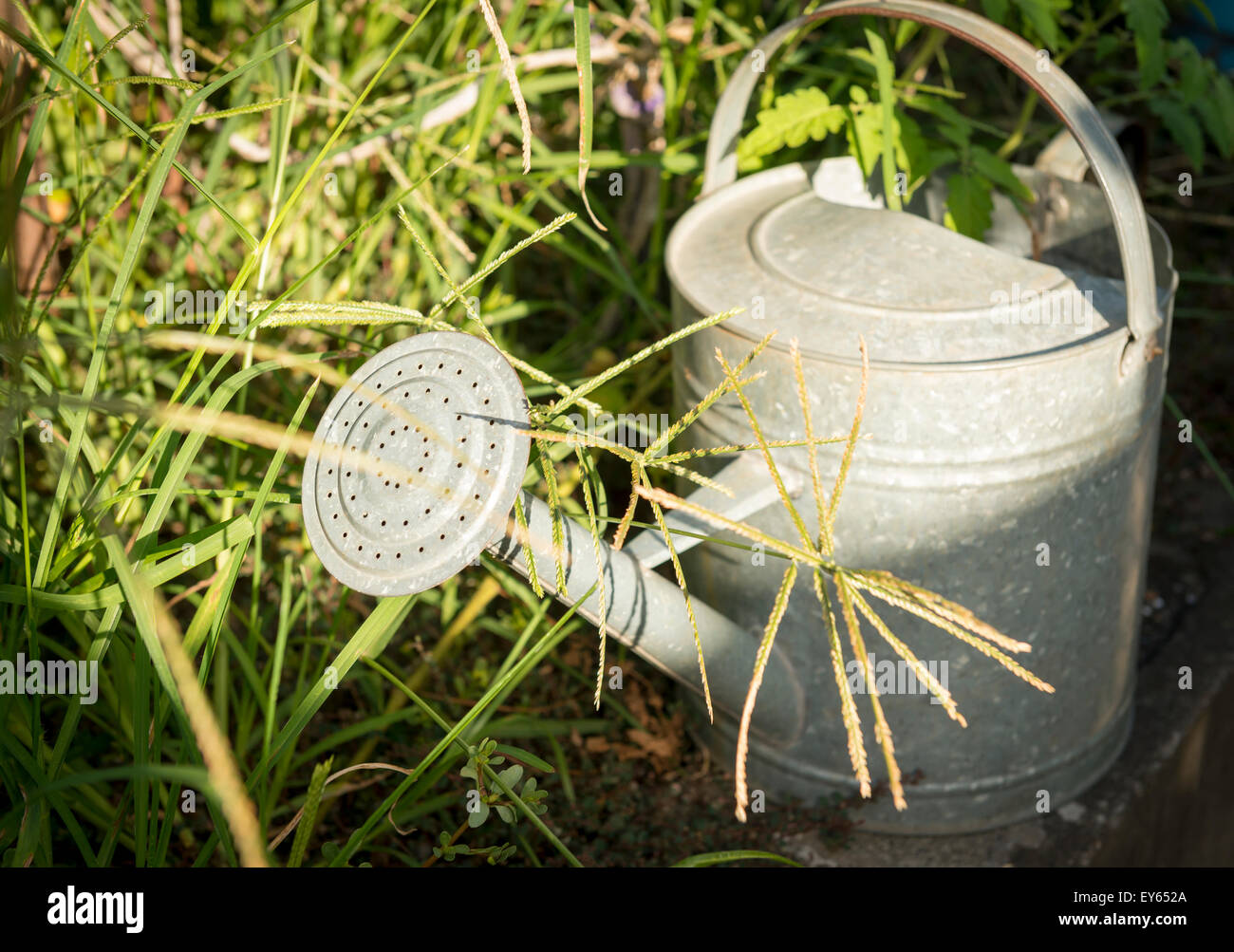 Old tin watering can sitting in the garden overgrown with weeds Stock Photo