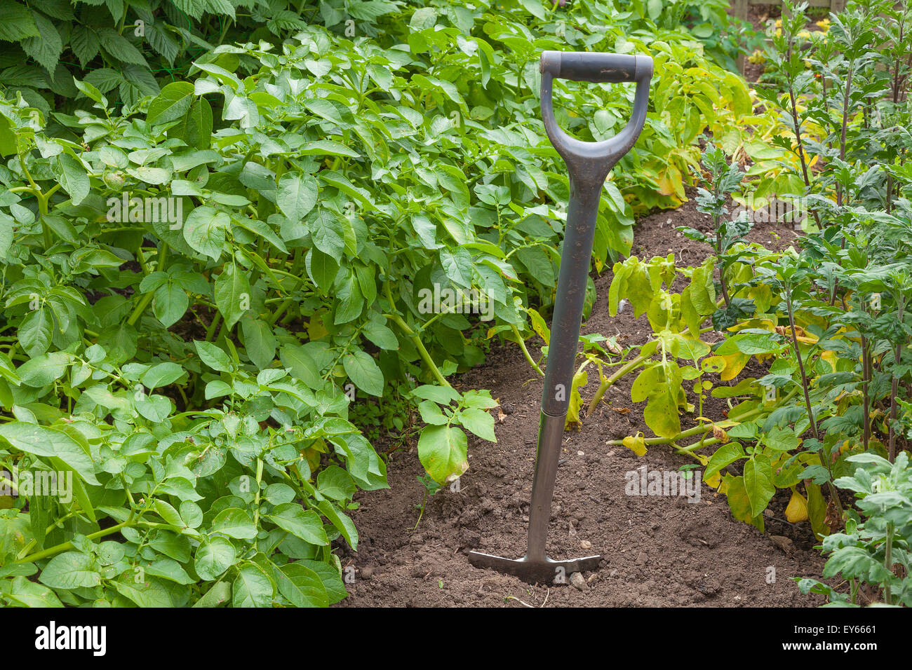 Potato Plant Ready To Harvest High Resolution Stock Photography And Images Alamy Potato Plant Ready To Harvest High Resolution Stock Photography And Images Alamy