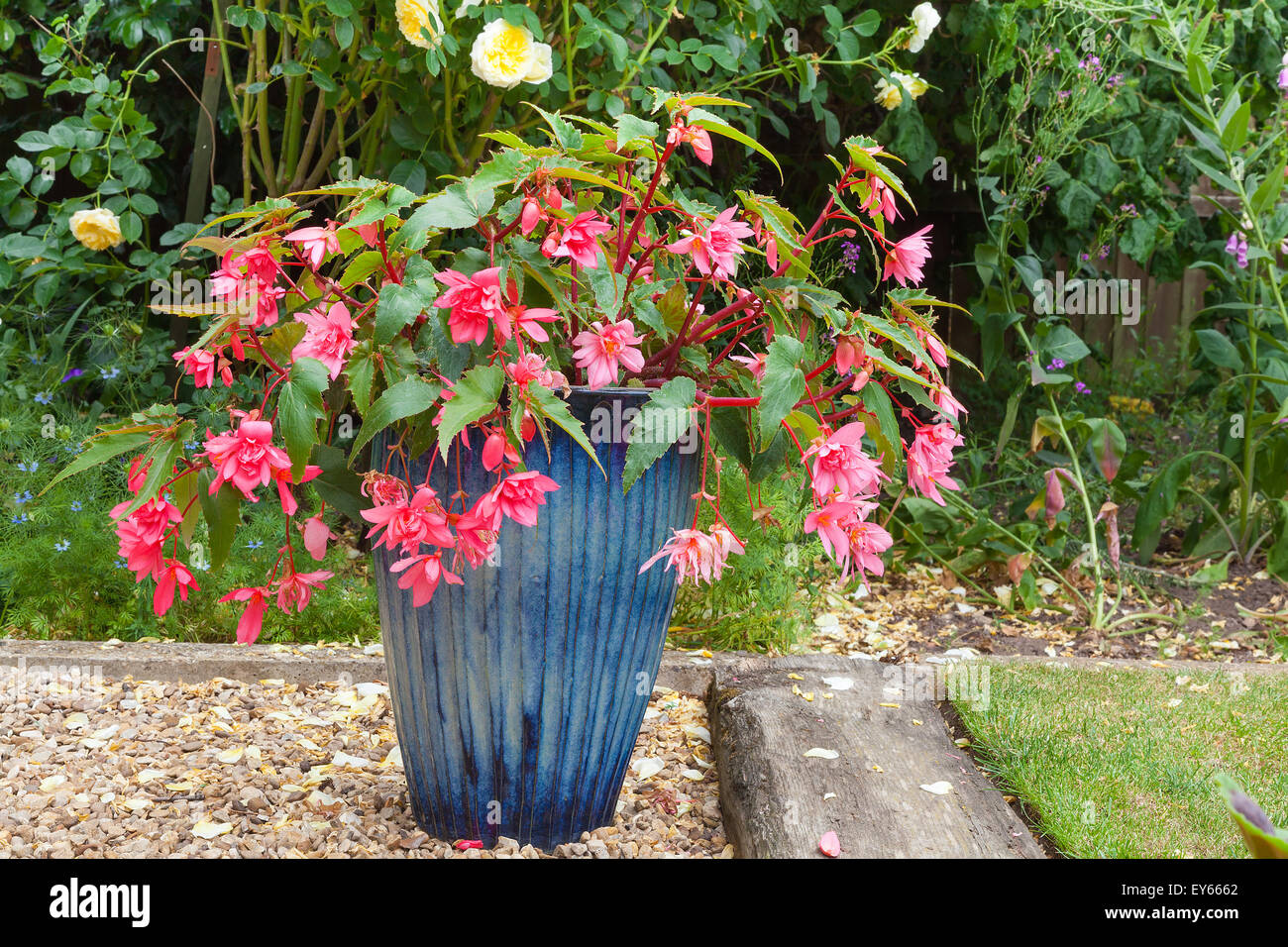 Beautiful blue pot with pink double fuchsia flowers. Stock Photo