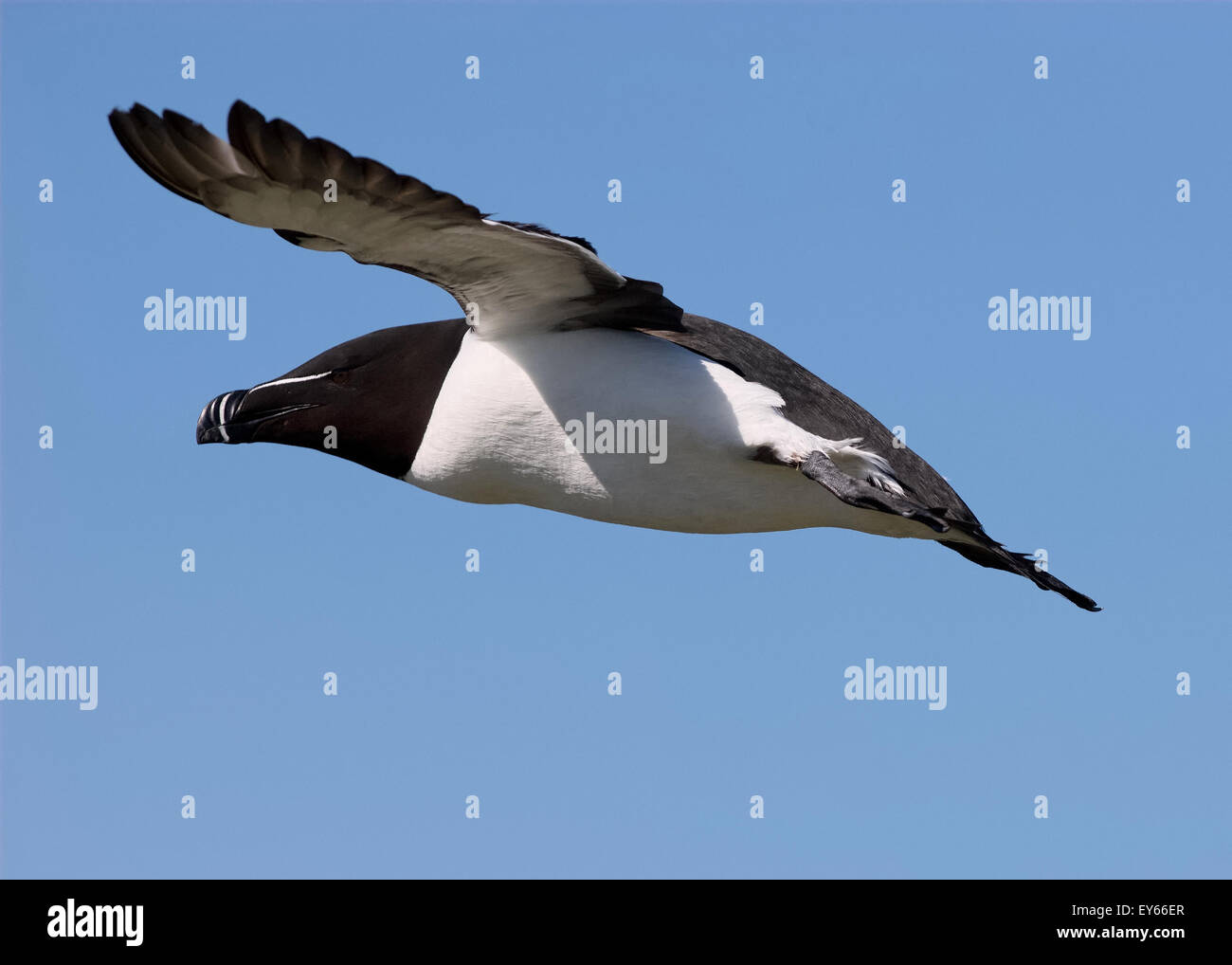 Razorbill in flight over the cliffs of Skokholm Island Stock Photo