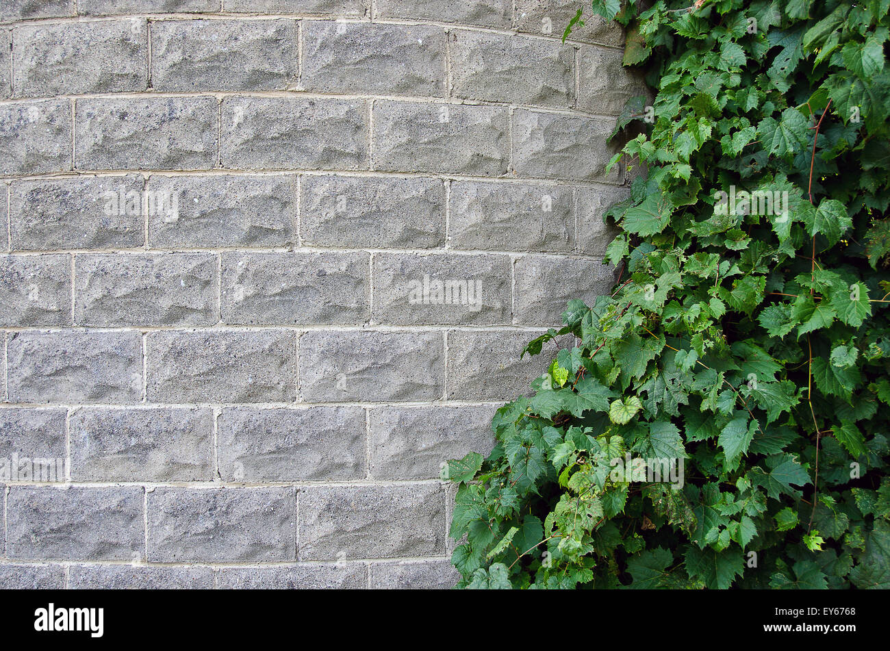 Green ivy growing on a brick silo. Stock Photo