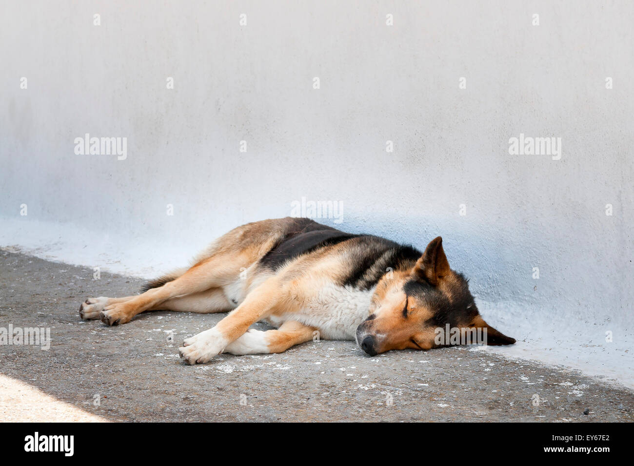 Image of a sleepy dog on island Santorini Greece Stock Photo