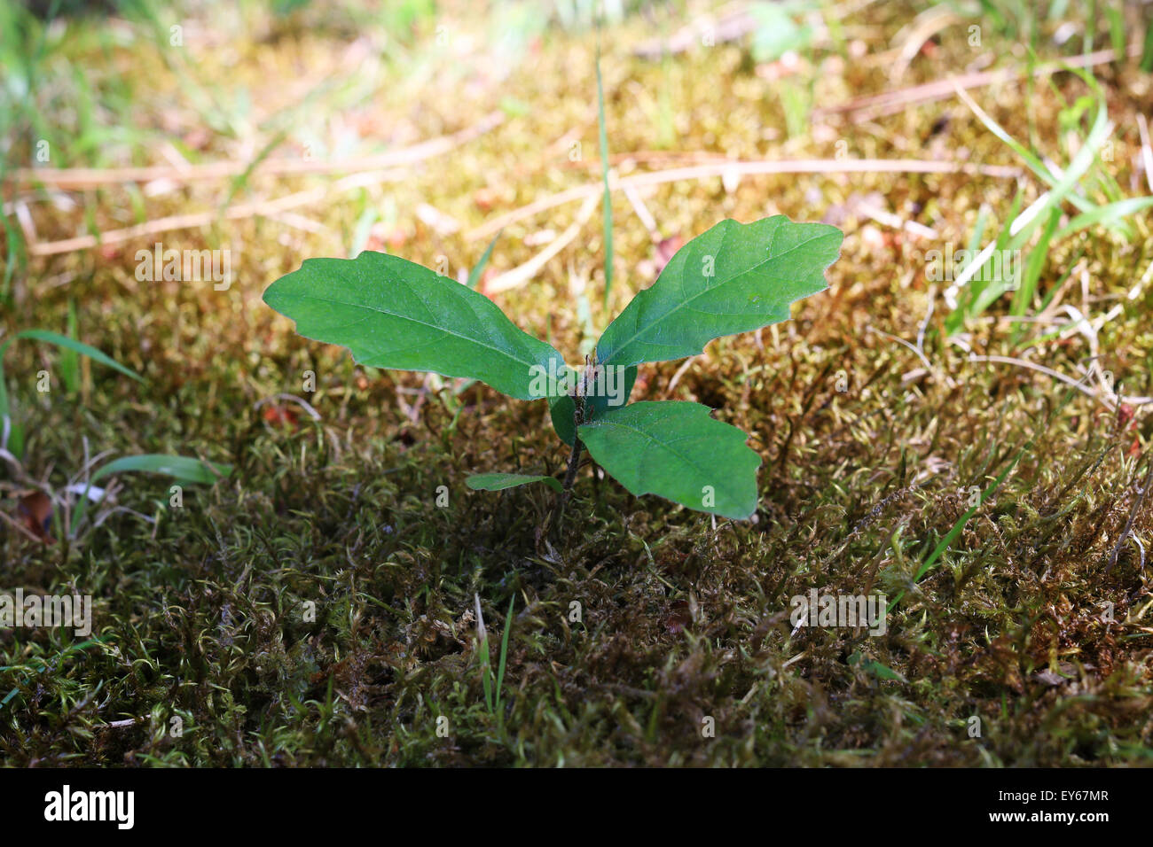 Oak Sprout Grown Up In A Lawn Made Of Grass And Musk Stock Photo Alamy