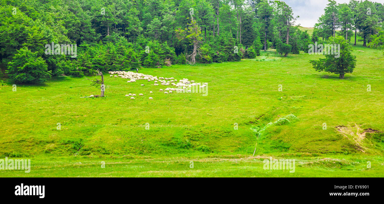 Flock of sheep in the alpine of Semenic Mountains, Romania Stock Photo ...