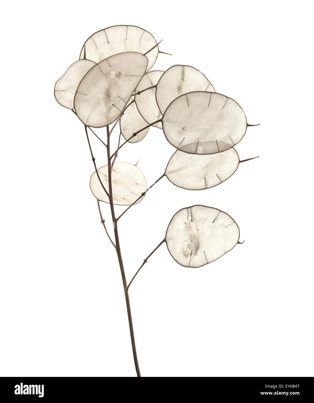 Lunaria annua, silver dollar plant isolated on white background Stock Photo