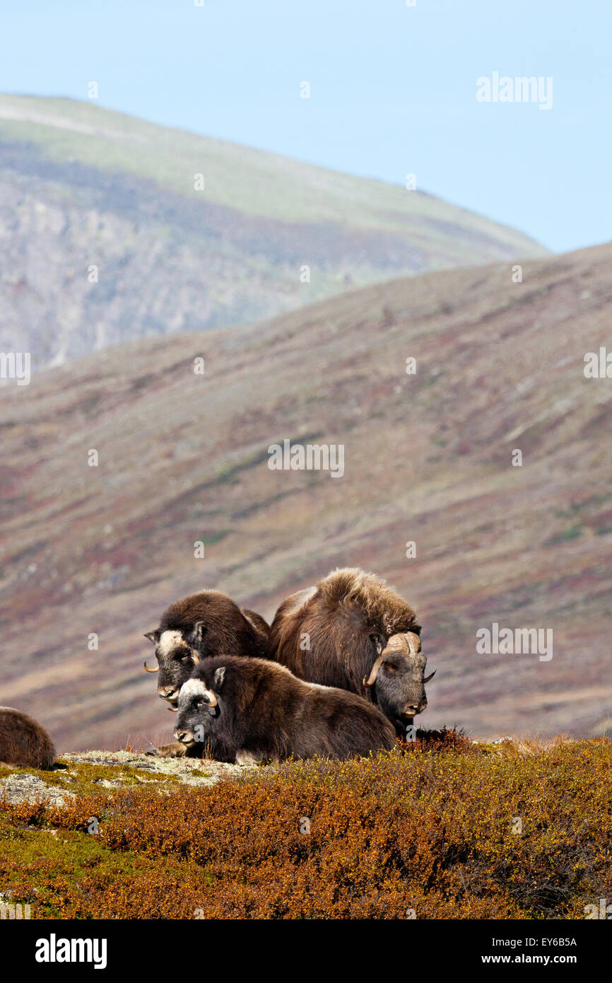 Muskoxen family, Ovibos moschatus, in Dovrefjell national park, Dovre, Norway. Stock Photo