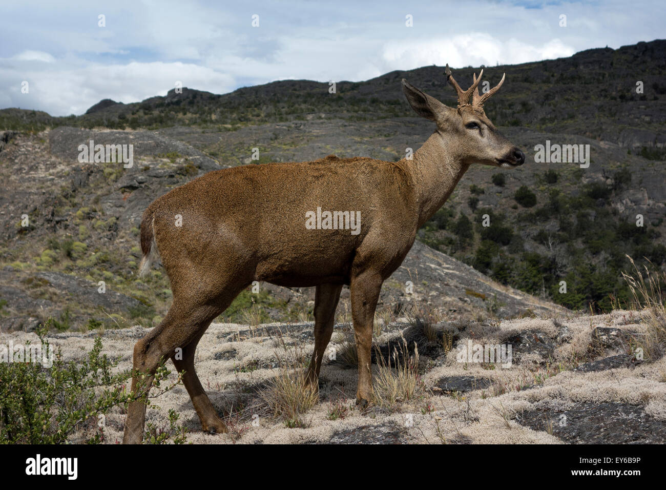 Huemul (Hippocamelus bisulcus).Male South Andean deer. Tamango National Reserve. Cochrane. Chile Stock Photo