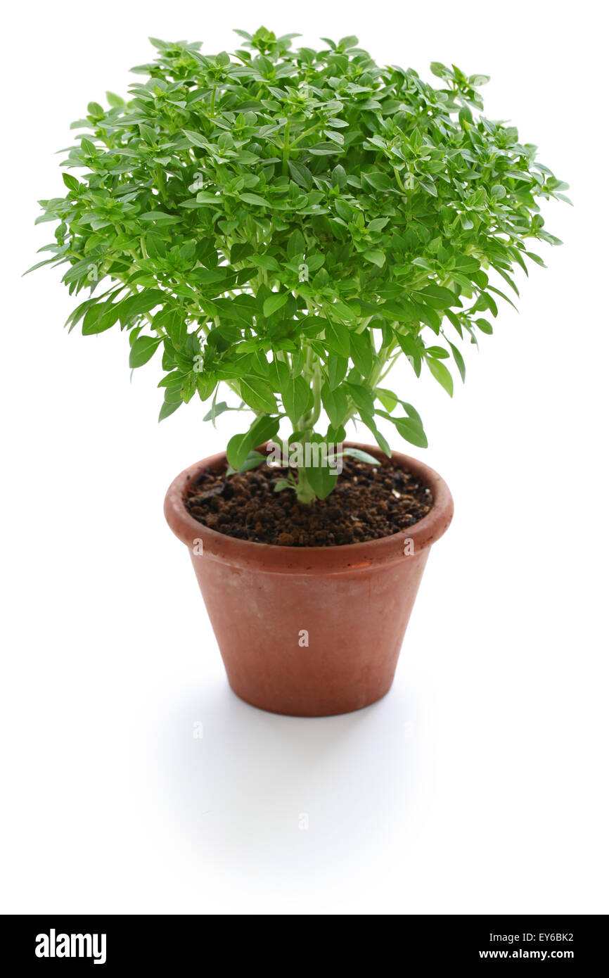 fake small plants mall Faux Plant in White Vase, Realistic Artificial Greenery –  allseasonshousedecor.com