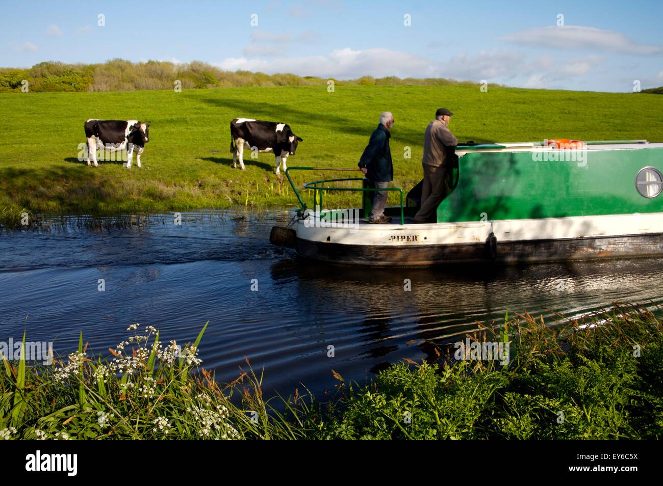 narrowboat on the Lancaster Canal passing a field with dairy cattle Stock Photo