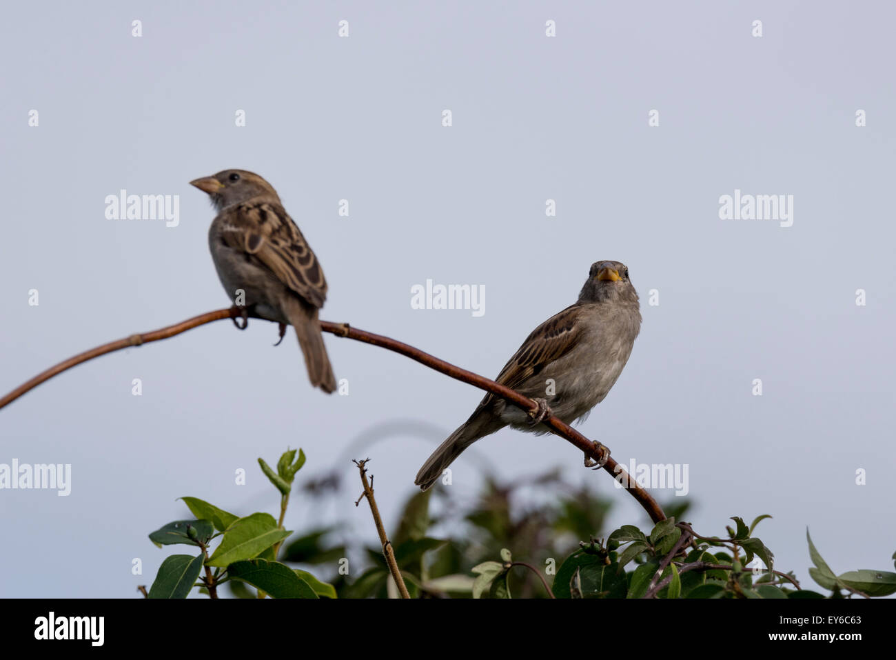 Female House Sparrows perched on a stem Stock Photo