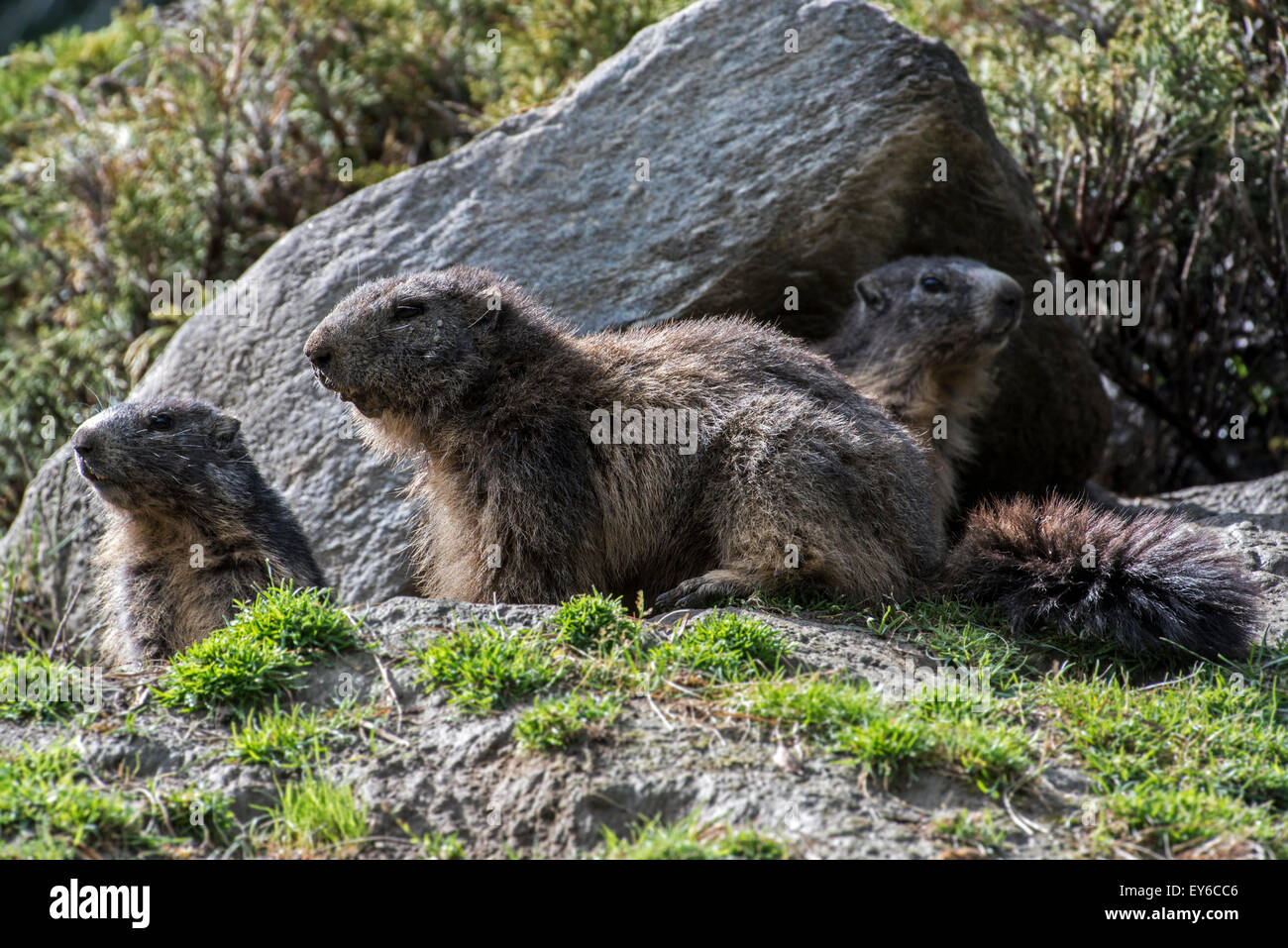 Alpine marmots (Marmota marmota) at burrow entrance under rock in the Alps Stock Photo