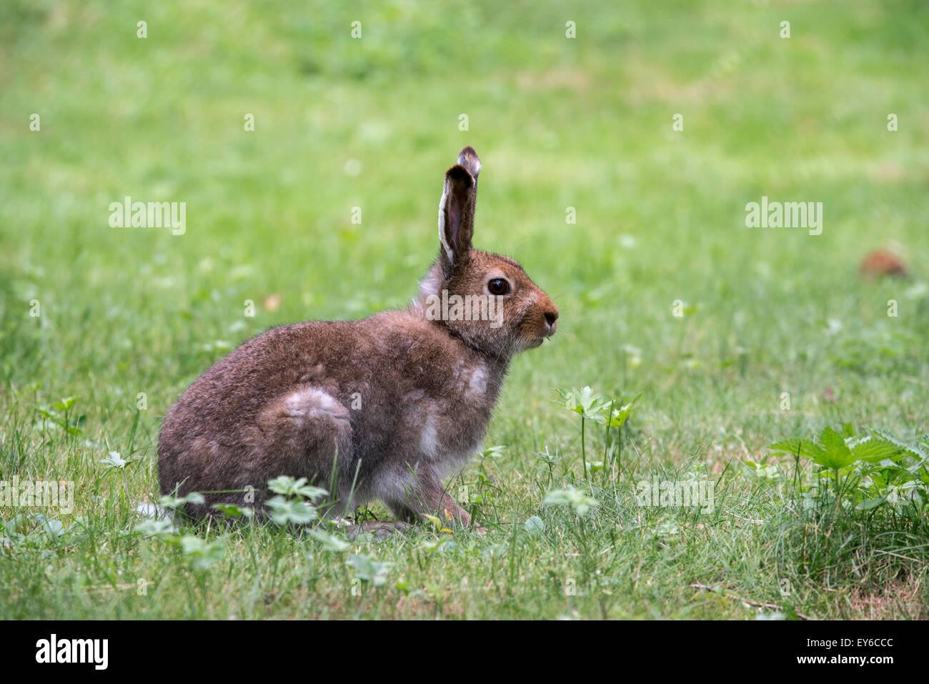 Mountain hare (Lepus timidus) in summer pelage Stock Photo