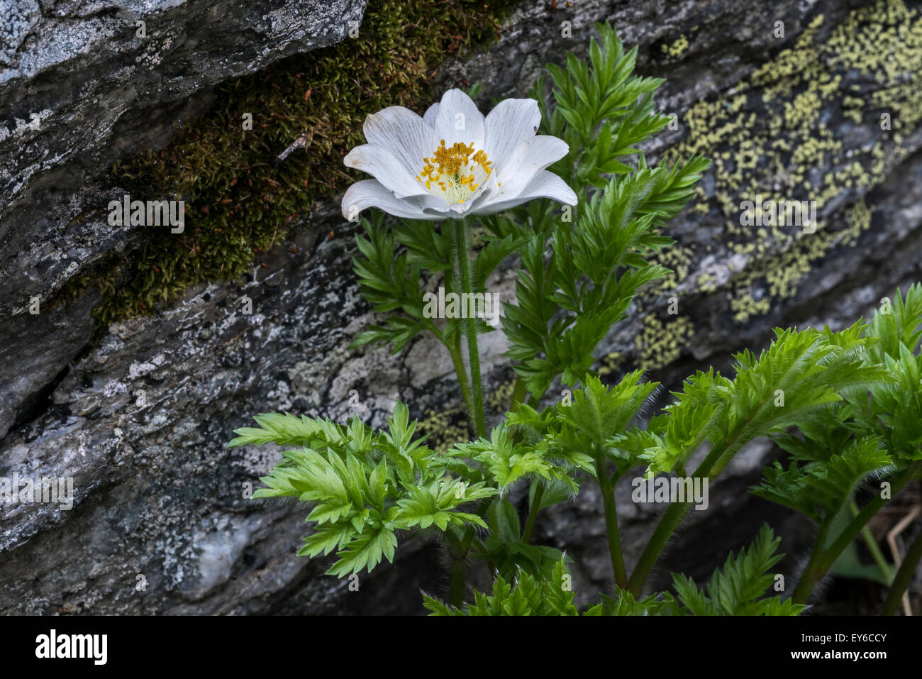 Alpine pasqueflower / Alpine anemone (Pulsatilla alpina) in flower Stock Photo