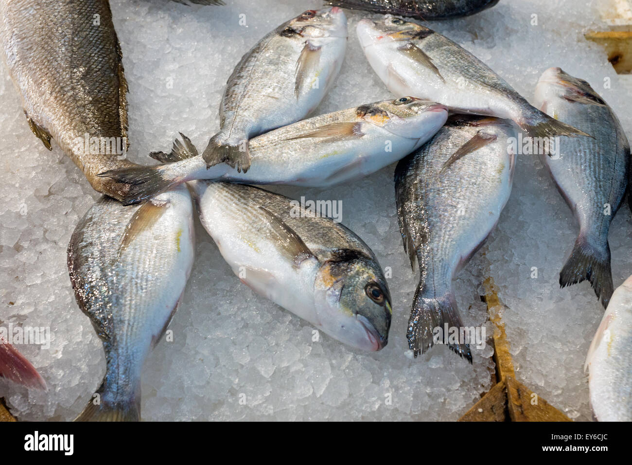 Sarpa salpa fish seen at a market in Greece Stock Photo - Alamy