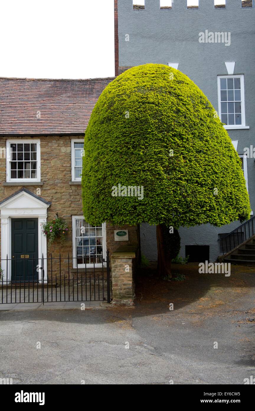 houses and topiary in Ludlow, Shropshire, England Stock Photo