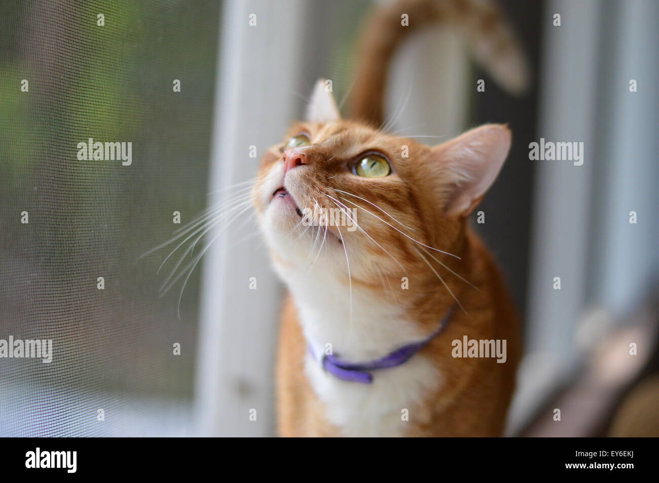 Beautiful cat on a sunny afternoon Stock Photo