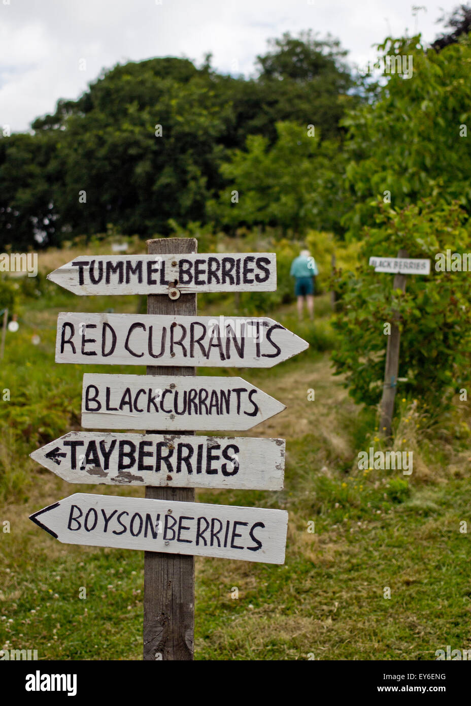Pick Your Own - This Way, Sign, Fruit Farm, UK © Clarissa Debenham / Alamy Stock Photo