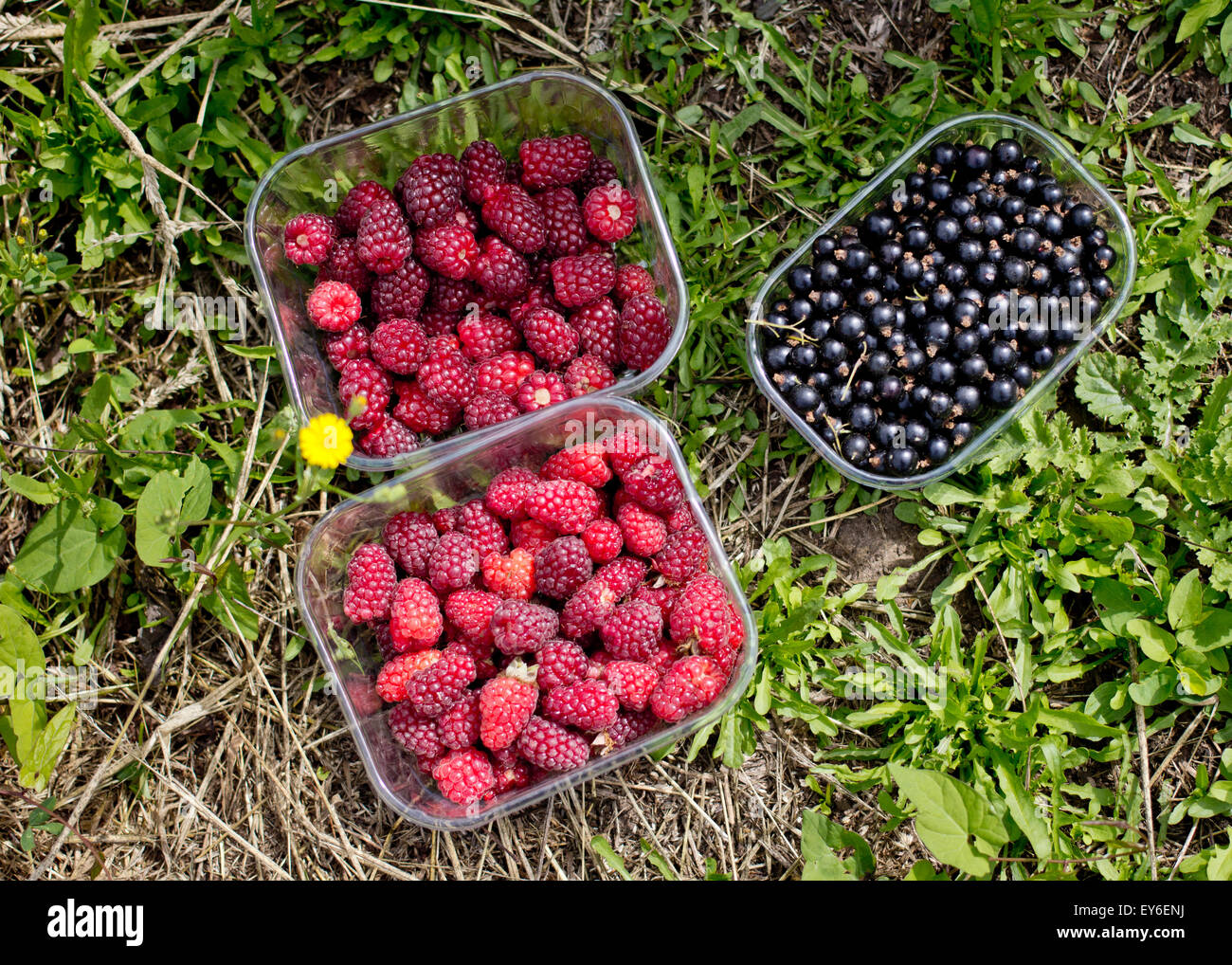 Pick Your Own, Fruit Farm, UK, © Clarissa Debenham / Alamy Stock Photo