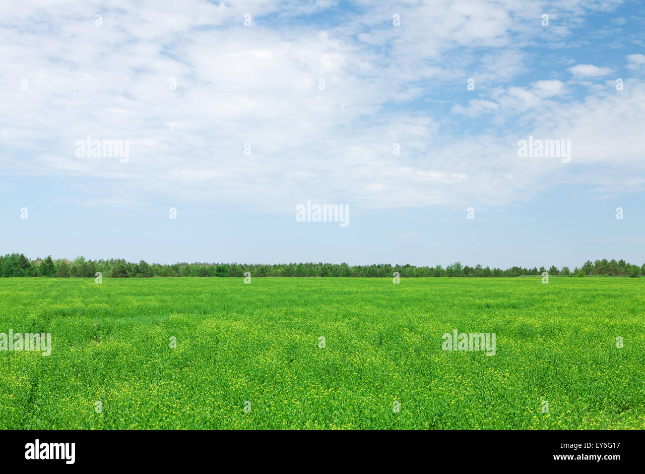Summer landscape with green grass field and blue sky Stock Photo - Alamy