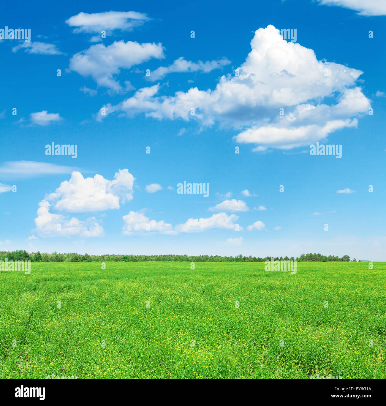 Summer landscape with green grass field and blue sky with clouds Stock ...