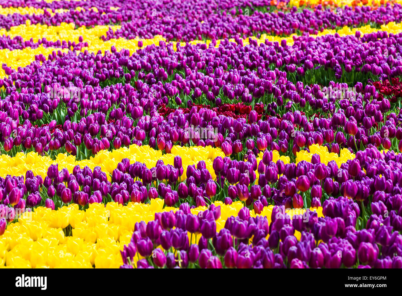 Tulips in Istanbul Stock Photo