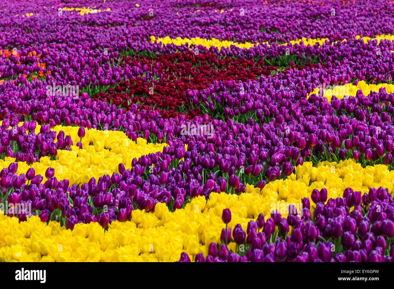 Tulips in Istanbul Stock Photo - Alamy